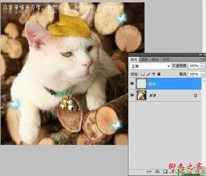 photoshop为可爱猫咪制作漂亮的动态签名教程