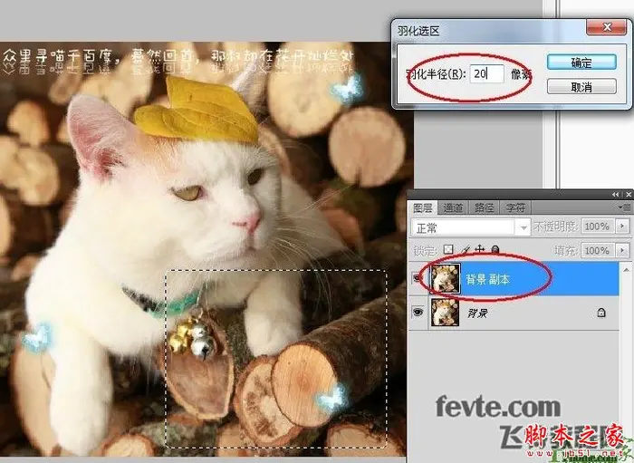 photoshop为可爱猫咪制作漂亮的动态签名教程
