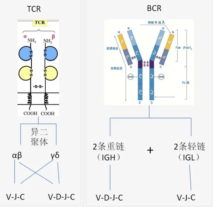 免疫 TCR BCR 病毒滴度