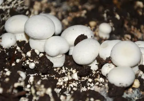 小蘑菇也有很大力量，他通过种植蘑菇致富，如何成功？